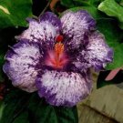 Fresh 25 Seeds Spotted Purple Hibisc Flowers Huge Blooms Planting Garden