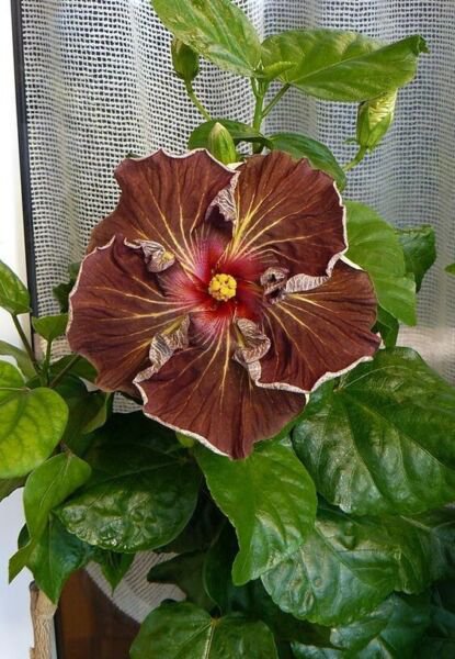 Fresh 25 Seeds Deep Brown Hibisc Flowers Huge Blooms Planting Garden