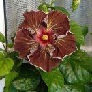 Fresh 25 Seeds Deep Brown Hibisc Flowers Huge Blooms Planting Garden