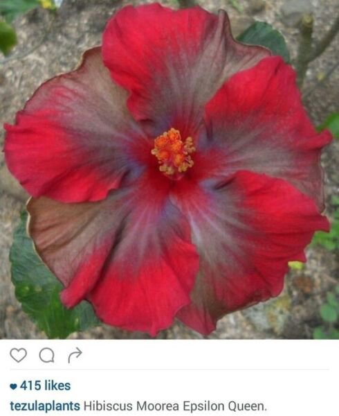 Fresh 25 Seeds Grey & Red Hibisc Flowers Huge Blooms Planting Garden