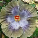Fresh 25 Seeds Grey & Green Hibisc Flowers Huge Blooms Planting Garden
