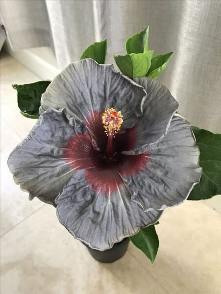 Fresh 25 Seeds Grey & Maroon Hibisc Flowers Huge Blooms Planting Garden