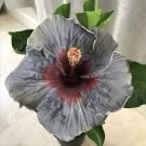 Fresh 25 Seeds Grey & Maroon Hibisc Flowers Huge Blooms Planting Garden
