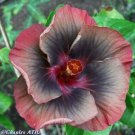 Fresh 25 Seeds Pale Red Black Yellow Hibisc Flowers Huge Blooms Planting Garden