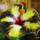 Fresh 25 Seeds Black & Yellow Hibisc Flowers Huge Blooms Planting Garden