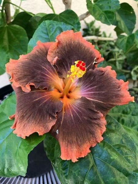 Fresh 25 Seeds Orange & Brown Hibisc Flowers Huge Blooms Planting Garden