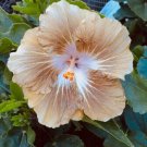 Fresh 25 Seeds Beige Tan Hibisc Flowers Huge Blooms Planting Garden