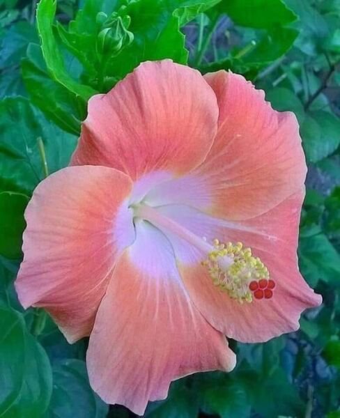 Fresh 25 Seeds Pale Pink Hibisc Flowers Huge Blooms Planting Garden