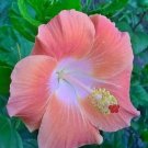 Fresh 25 Seeds Pale Pink Hibisc Flowers Huge Blooms Planting Garden