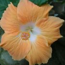 Fresh 25 Seeds Orange Peach Hibisc Flowers Huge Blooms Planting Garden