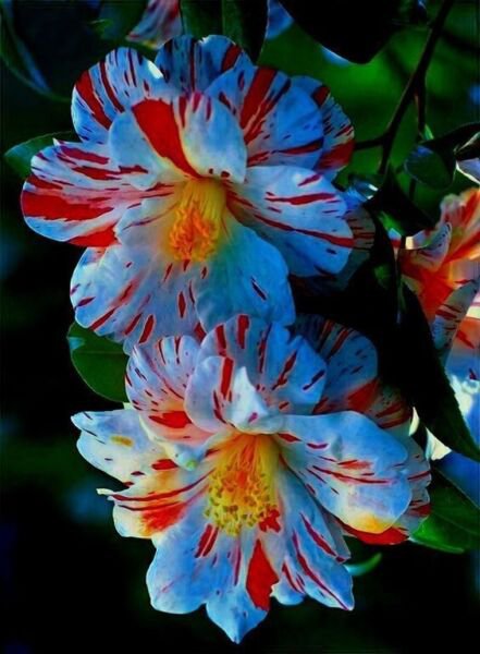 Fresh 25 Seeds Blue & Red Hibisc Flowers Huge Blooms Planting Garden
