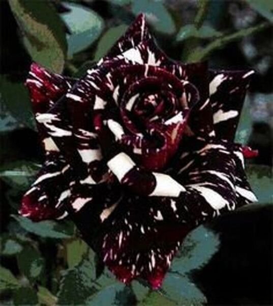 Fresh 25 Seeds Black Dragon Rose Flowers Bh Fragrant Ing Planting Garden