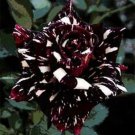 Fresh 25 Seeds Black Dragon Rose Flowers Bh Fragrant Ing Planting Garden