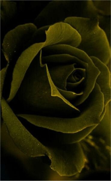 Fresh 25 Seeds Olive Green Rose Flowers Bh Fragrant Ing Planting Garden