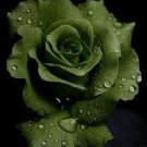 Fresh 25 Seeds Lincoln Green Rose Flowers Bh Fragrant Ing Planting Garden