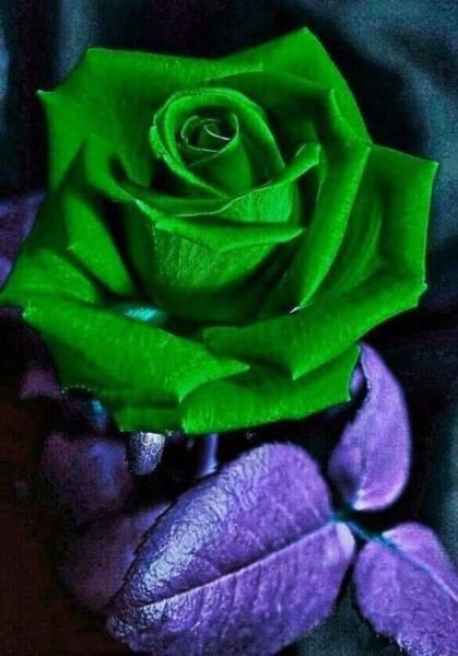 Fresh 25 Seeds Ever Green Rose Flowers Bh Fragrant Ing Planting Garden