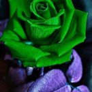 Fresh 25 Seeds Ever Green Rose Flowers Bh Fragrant Ing Planting Garden