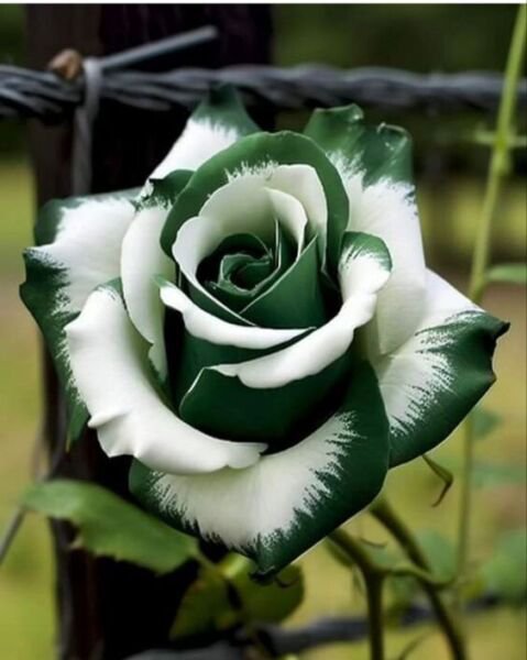 Fresh 25 Seeds Green Tip Rose Flowers Bh Fragrant Ing Planting Garden