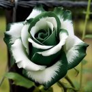 Fresh 25 Seeds Green Tip Rose Flowers Bh Fragrant Ing Planting Garden