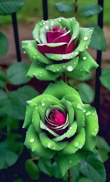 Fresh 25 Seeds Pink & Green Rose Flowers Bh Fragrant Ing Planting Garden