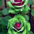 Fresh 25 Seeds Pink & Green Rose Flowers Bh Fragrant Ing Planting Garden