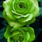 Fresh 25 Seeds Kelly Green Rose Flowers Bh Fragrant Ing Planting Garden
