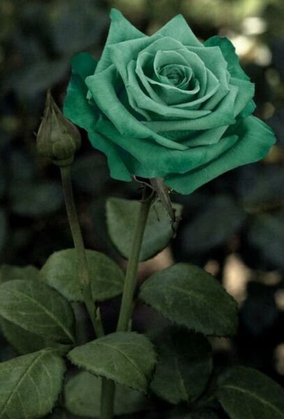 Fresh 25 Seeds Forest Green Rose Flowers Bh Fragrant Ing Planting Garden