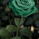 Fresh 25 Seeds Forest Green Rose Flowers Bh Fragrant Ing Planting Garden