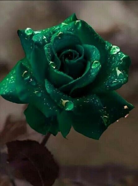 Fresh 25 Seeds Hunter Green Rose Flowers Bh Fragrant Ing Planting Garden
