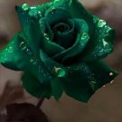 Fresh 25 Seeds Hunter Green Rose Flowers Bh Fragrant Ing Planting Garden