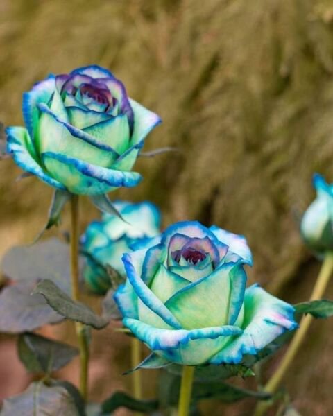 Fresh 25 Seeds Blue Tip Rose Flowers Bh Fragrant Ing Planting Garden