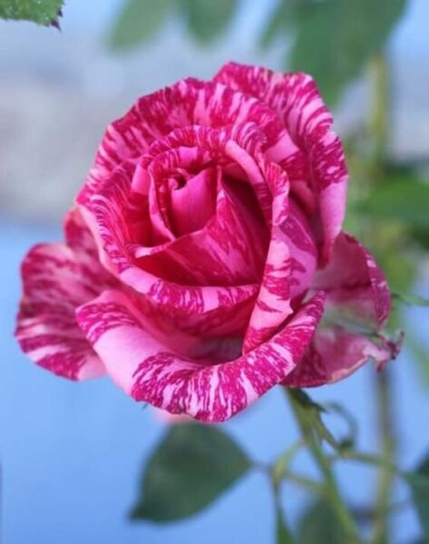 Fresh 25 Seeds Two Tone Pink Rose Flowers Bh Fragrant Ing Planting Garden