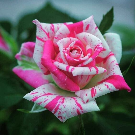 Fresh 25 Seeds Striped Pink Rose Flowers Bh Fragrant Ing Planting Garden