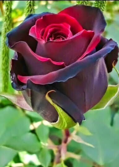 Fresh 25 Seeds Devil'S Blood Rose Flowers Bh Fragrant Ing Planting Garden