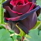 Fresh 25 Seeds Devil'S Blood Rose Flowers Bh Fragrant Ing Planting Garden