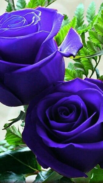 Fresh 25 Seeds Deep Purple Rose Flowers Bh Fragrant Ing Planting Garden