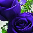 Fresh 25 Seeds Deep Purple Rose Flowers Bh Fragrant Ing Planting Garden