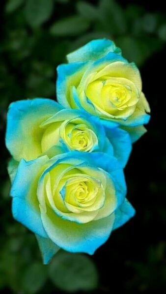 Fresh 25 Seeds Yellow & Blue Rose Flowers Bh Fragrant Ing Planting Garden