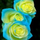 Fresh 25 Seeds Yellow & Blue Rose Flowers Bh Fragrant Ing Planting Garden