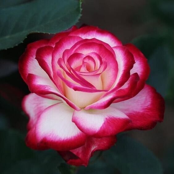 Fresh 25 Seeds Red & White Rose Flowers Bh Fragrant Ing Planting Garden