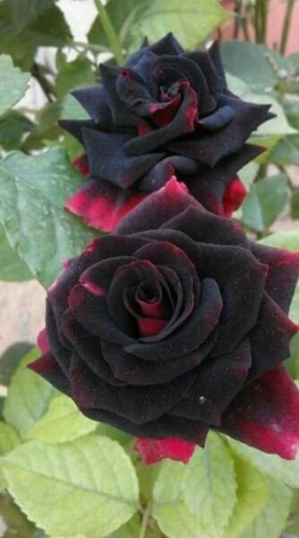 Fresh 25 Seeds Black & Red Rose Flowers Bh Fragrant Ing Planting Garden