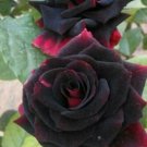 Fresh 25 Seeds Black & Red Rose Flowers Bh Fragrant Ing Planting Garden