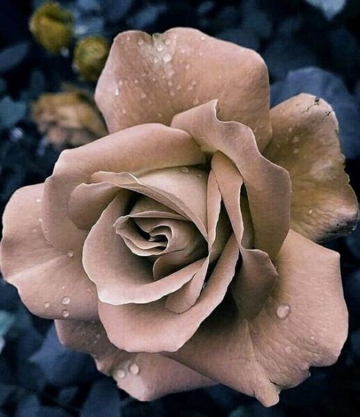 Fresh 25 Seeds Beige Rose Flowers Bh Fragrant Ing Planting Tan Garden