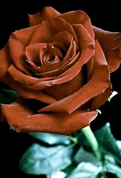 Fresh 25 Seeds Brown Rose Flowers Bh Fragrant Ing Planting Garden