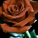 Fresh 25 Seeds Brown Rose Flowers Bh Fragrant Ing Planting Garden