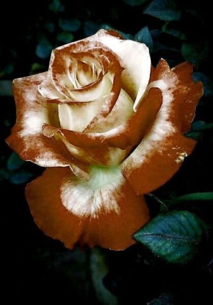 Fresh 25 Seeds Brown & White Rose Flowers Bh Fragrant Ing Planting Garden
