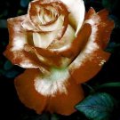 Fresh 25 Seeds Brown & White Rose Flowers Bh Fragrant Ing Planting Garden