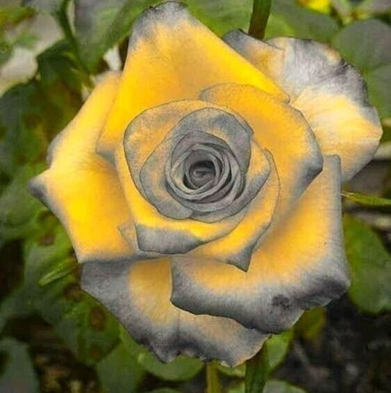 Fresh 25 Seeds Yellow & Grey Rose Flower Fragrant Ing Planting Garden