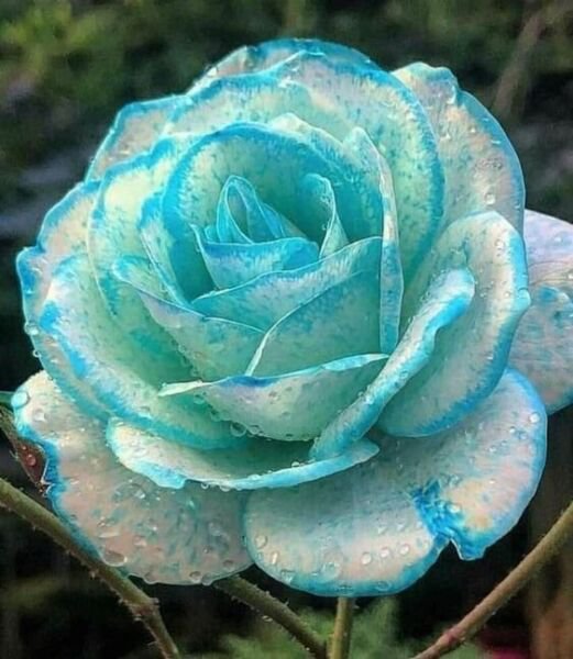 Fresh 25 Seeds Light Blue & White Rose Flower Fragrant Ing Planting Garden