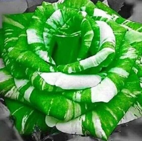 Fresh 25 Seeds White & Green Rose Flower Fragrant Ing Planting Garden